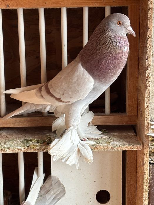 Femelă gușat de Pomerania