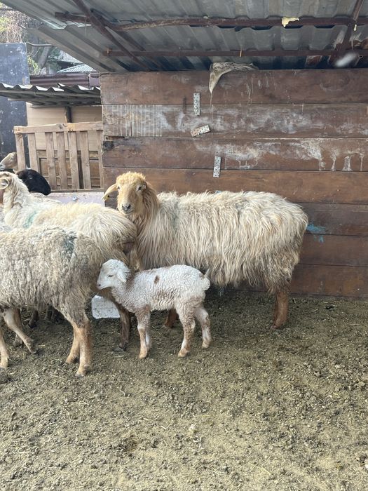 Овцы бараны ягнята