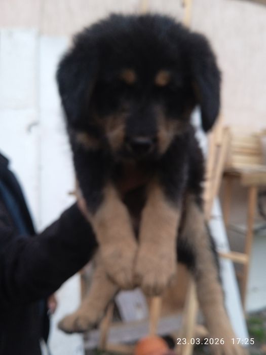 Отдам щенят в хорошие руки