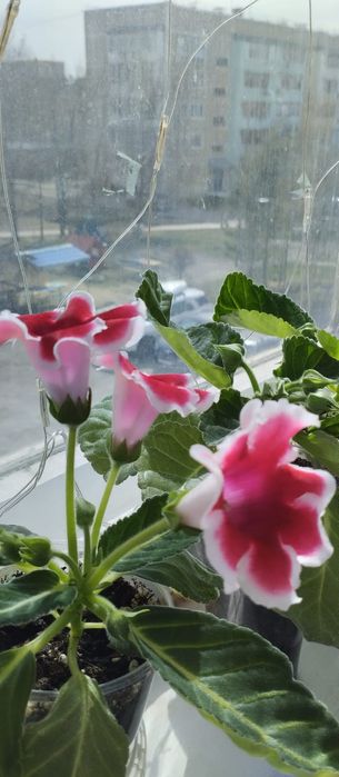 Продам цветы Глоксинии