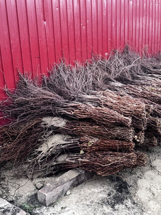 Butasi vita de vie anul 3/angro