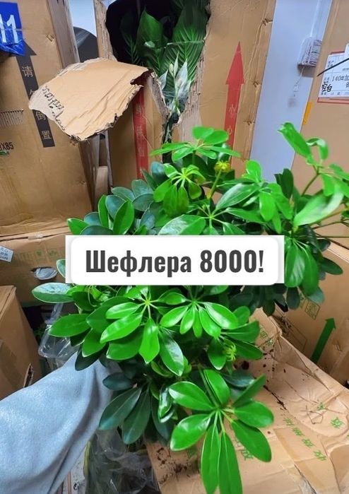 Комнатные растения