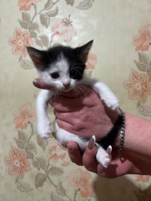 Отдадим котят в доьрые руки