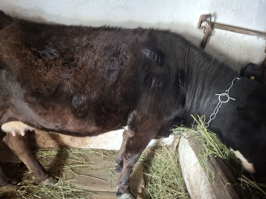 Продам корову на мясо