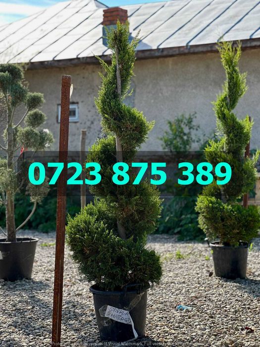 Selecție de Arbori Sănătoși – Coroană Bogată și Verde Intens