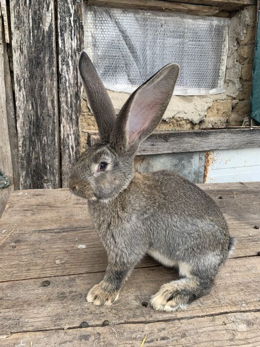 Urias german gri,gri fier si negru