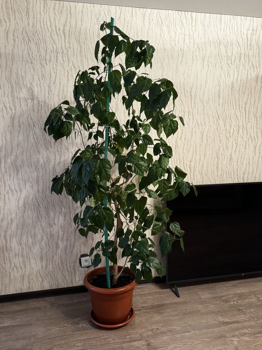 Продам китайскую розу