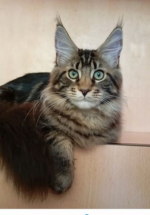 Мейн Кун — роскошный котик - Шеф!  От питомника  "Fluffy Tale".