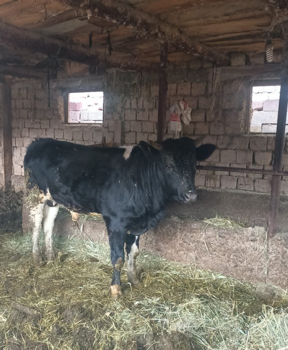 Бык 1.5 г срочно