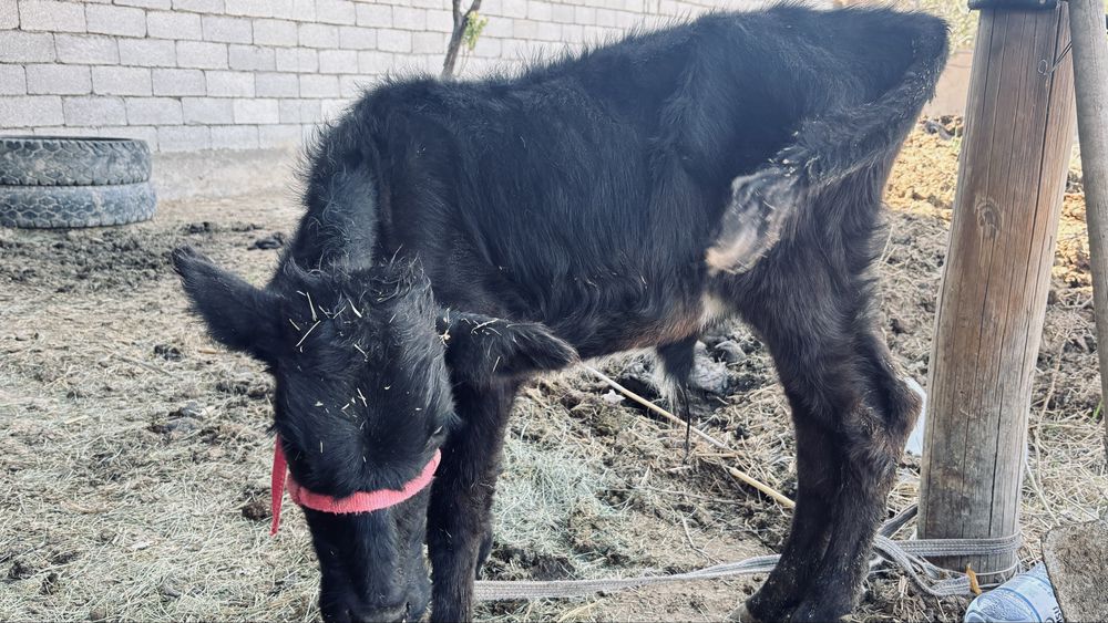 Бұзаулы сиыр. Түркістан