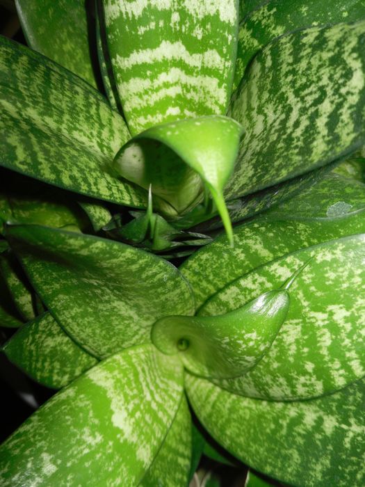 Мыльница Samsung PL55