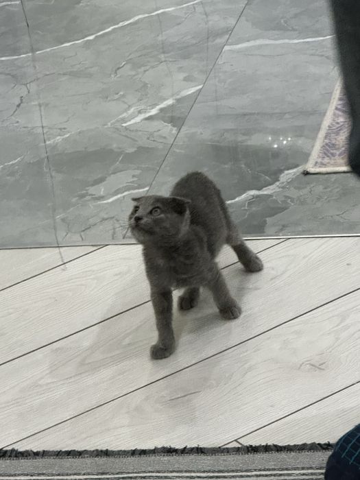 Шотландская вислоухая кошка