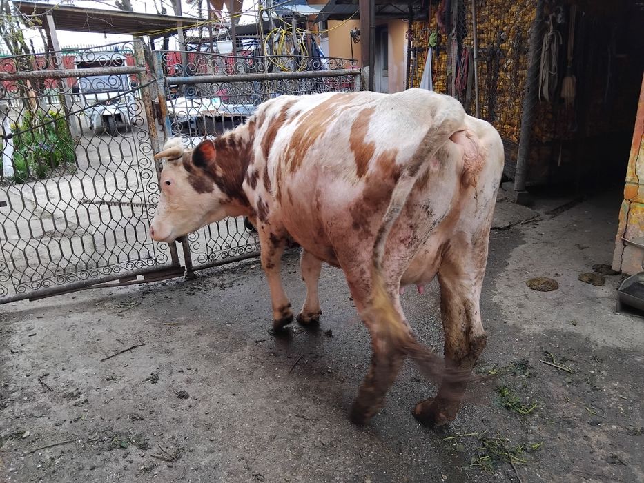 Vând vacă gestantă