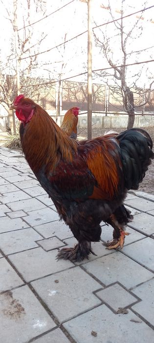 Петухи брама.