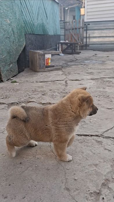 Чистокровные щеночки Сиба-ину)))