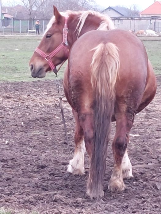 Vand iapa sarga de 3 ani jumare!