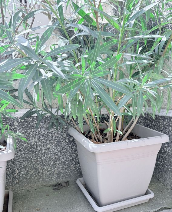 Олеандър - височина от 2 м до 2,5 м