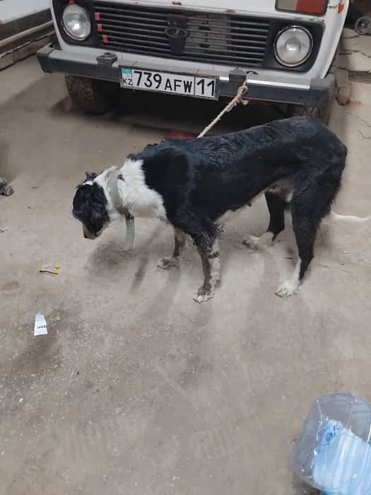 Тазы ұргашы сатылады