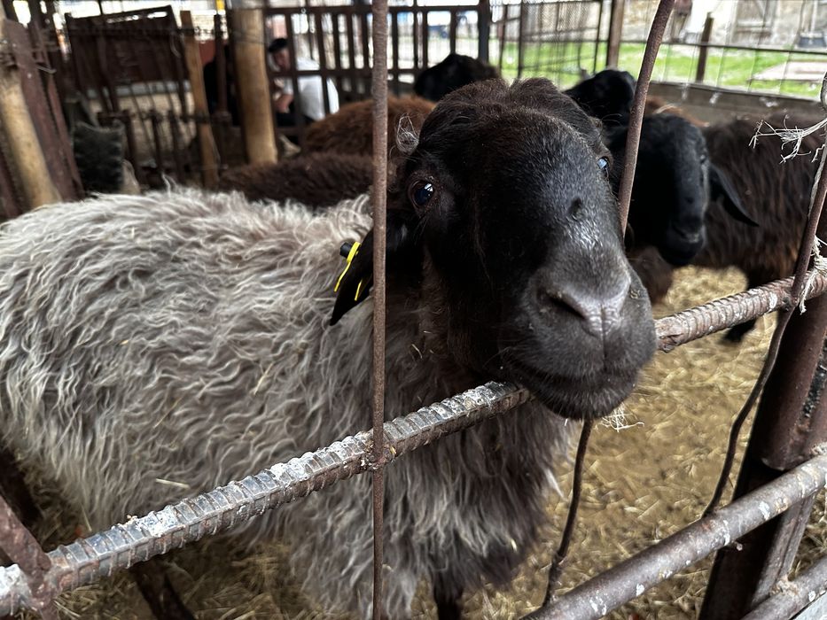 Еркек токтылар сатылады