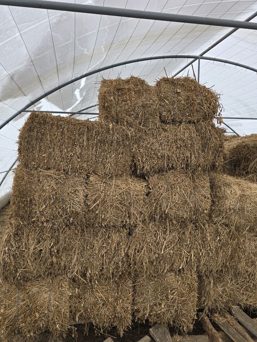 Vând baloti de lucernă