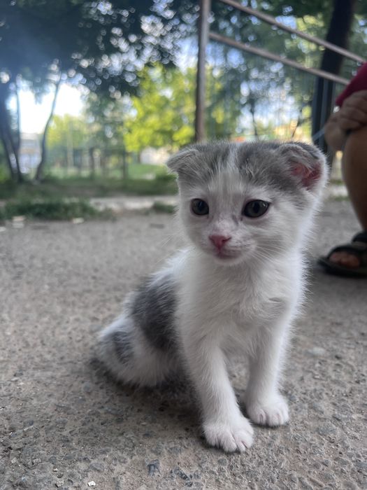 Котята вислоухие шотландские