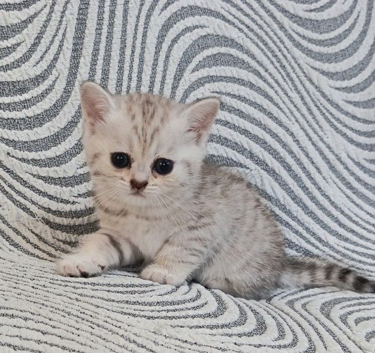 Котята на продажу
