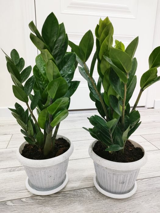 Растения // Есть доставка