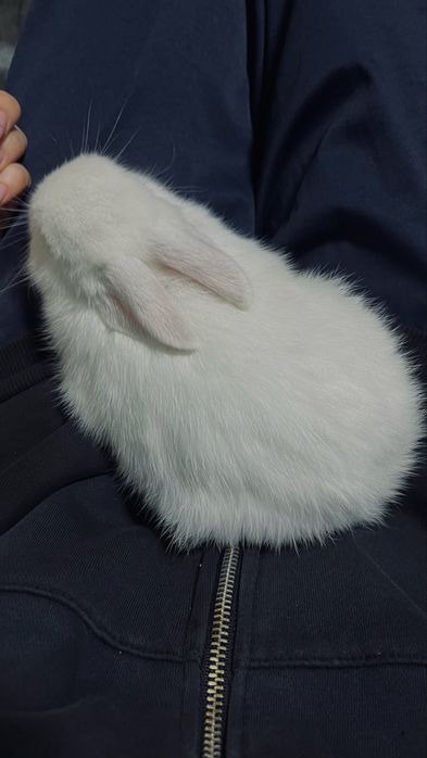 Продаётся белый кролик мальчик