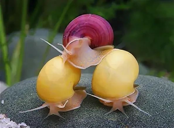 Продам ампулярий