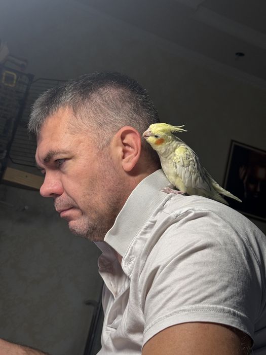 Продам ручных попугаев (девочка и мальчик)