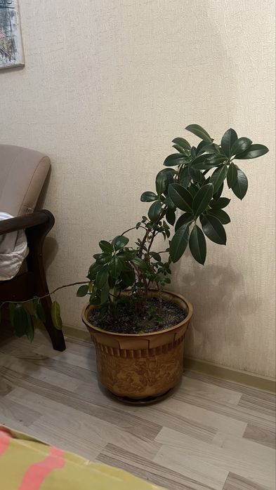 Продам комнатный цветок Фикус
