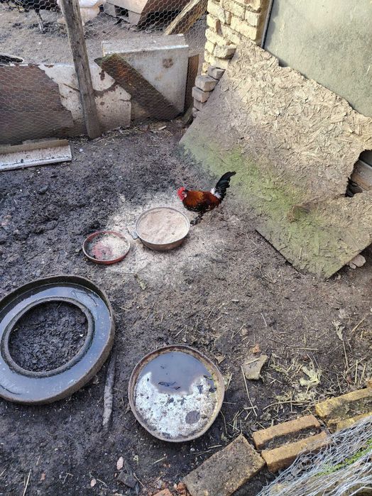 Продавам японско петле 2 бр и 5бр глухонеми юрдечки