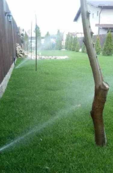 Transformă-ți Curtea Acum – Gazon Natural și Montaj Inclus