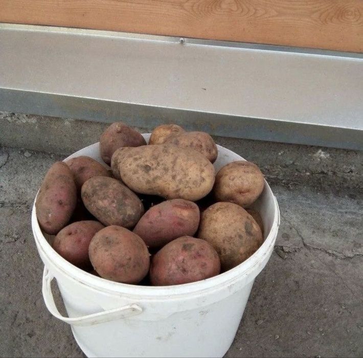 Картофель дачный