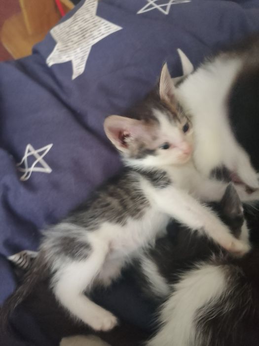 Отдам котёнка в добрые руки