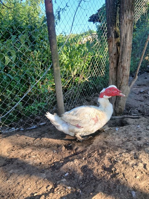 Rățoi sănătoși hrăniți natural
