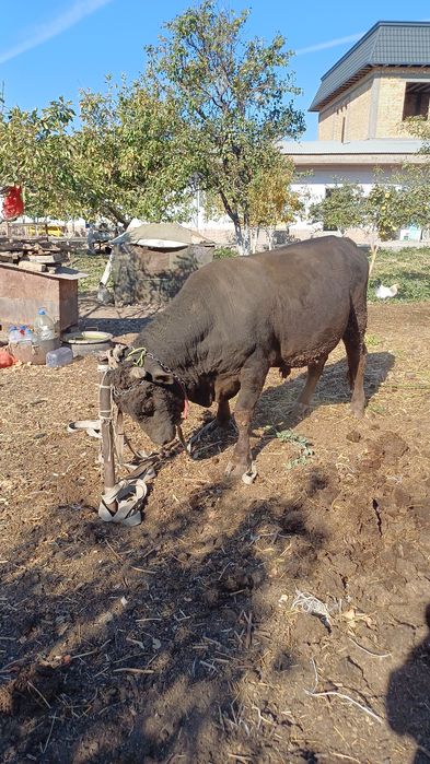 Бордакы буха ,2жас,950 мынг