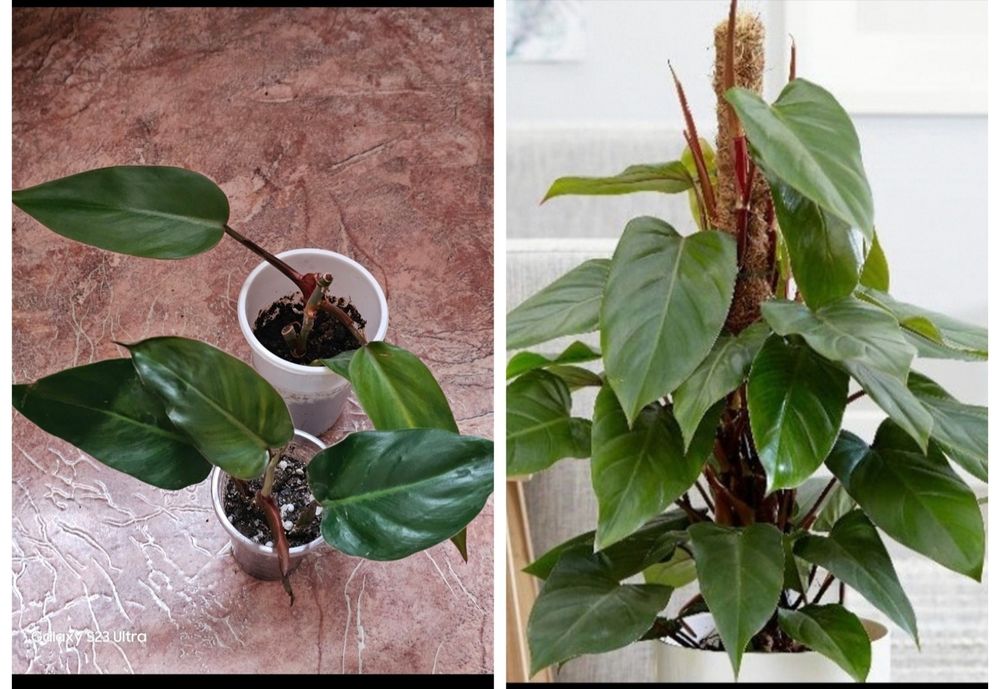 Неприхотливые комнатные цветы