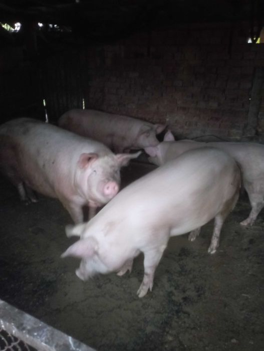 Продавам прасета