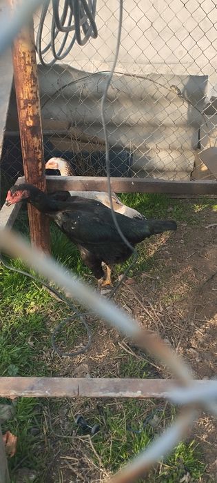 Товук ганойя 4 кг тухум кивоти сотлади срочно сотлади срочно сотлади с