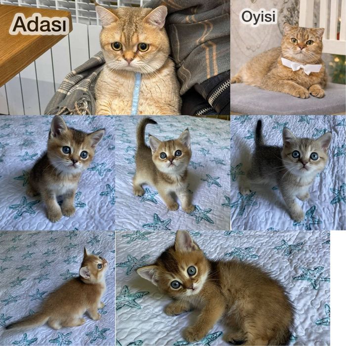 Котята золотая шиншилла