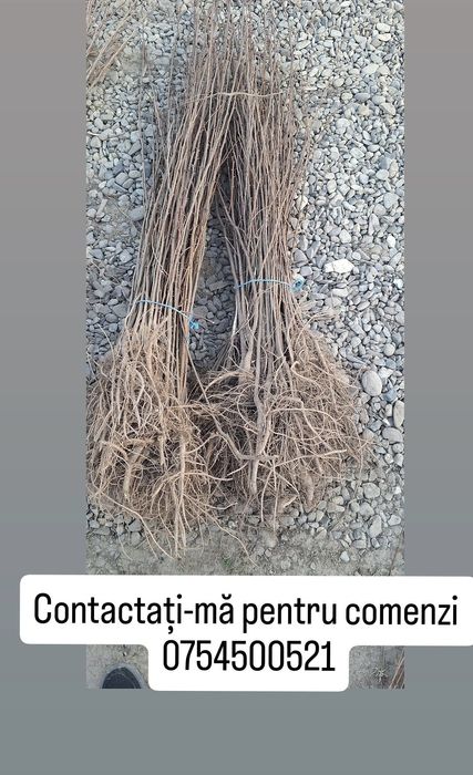 Puieți de salcâm la 30 bani