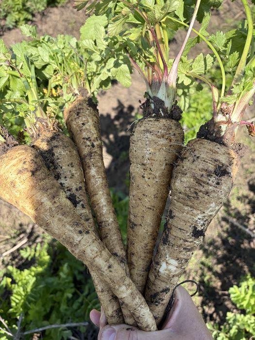 Vand pastarnac recoltat 2026