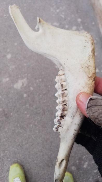 Челюсти от агне 2 броя.