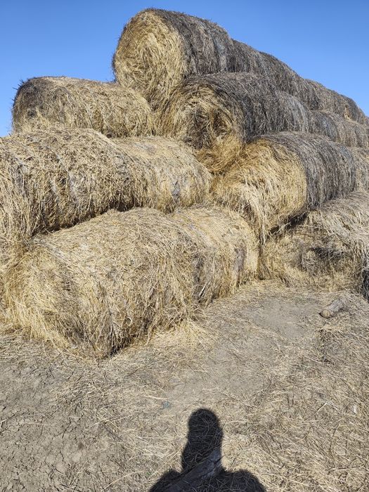 Baloti luțernă 120 pe 120