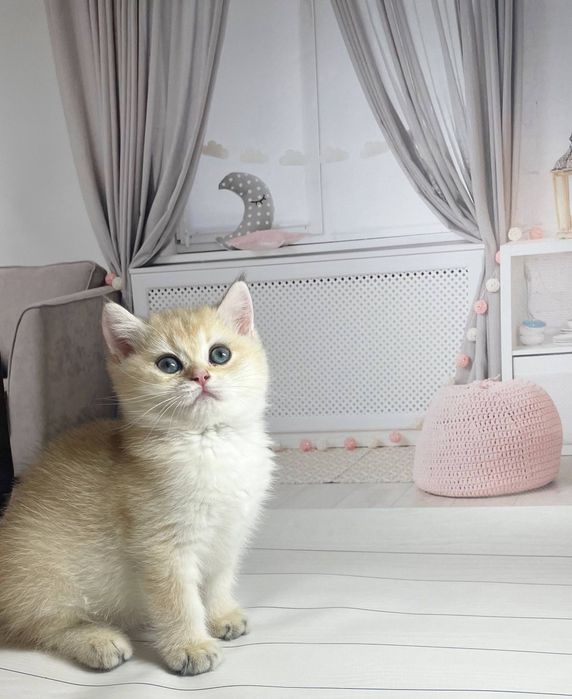 Британские золотые шиншиллы