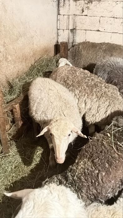 Бараны , Кой , матки с ягнатами