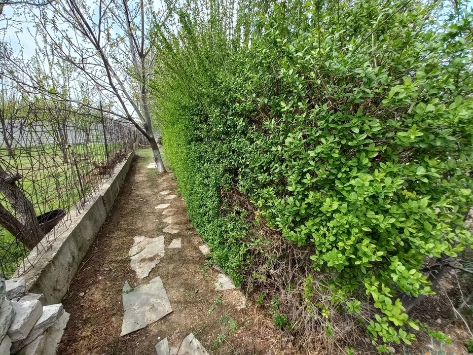 Изгородь. Легустра. Акация