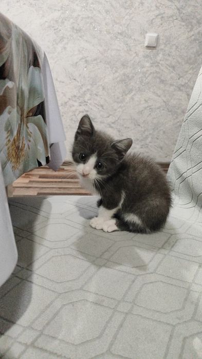 Срочно отдам котенка