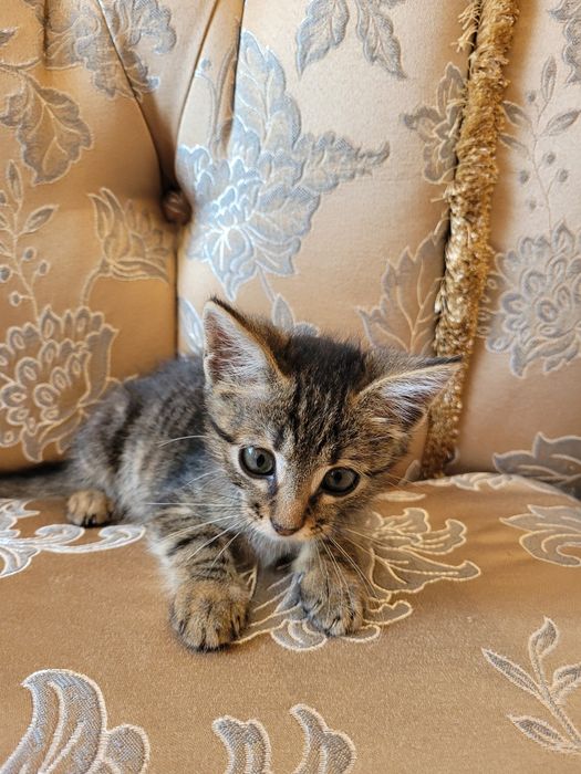 Котёнка  в хорошие руки